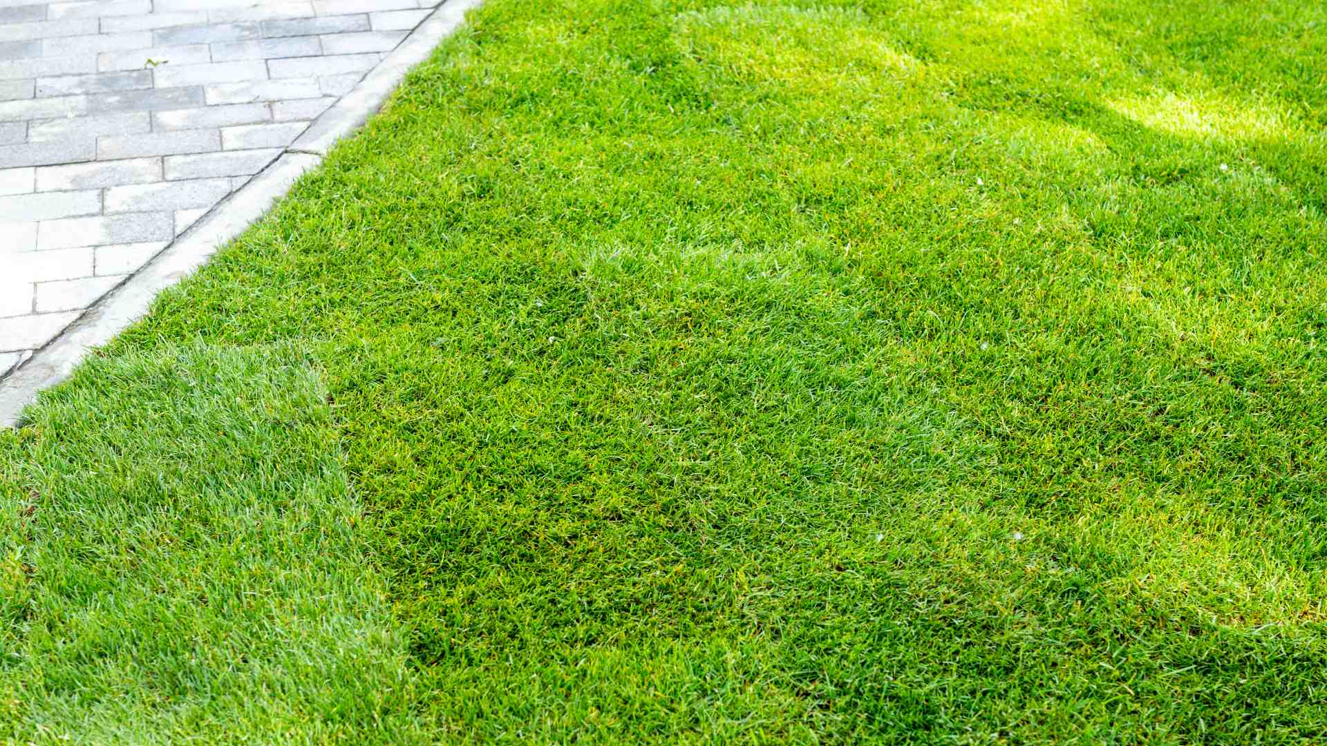 Get an Instantly Green Lawn Thanks to Sod