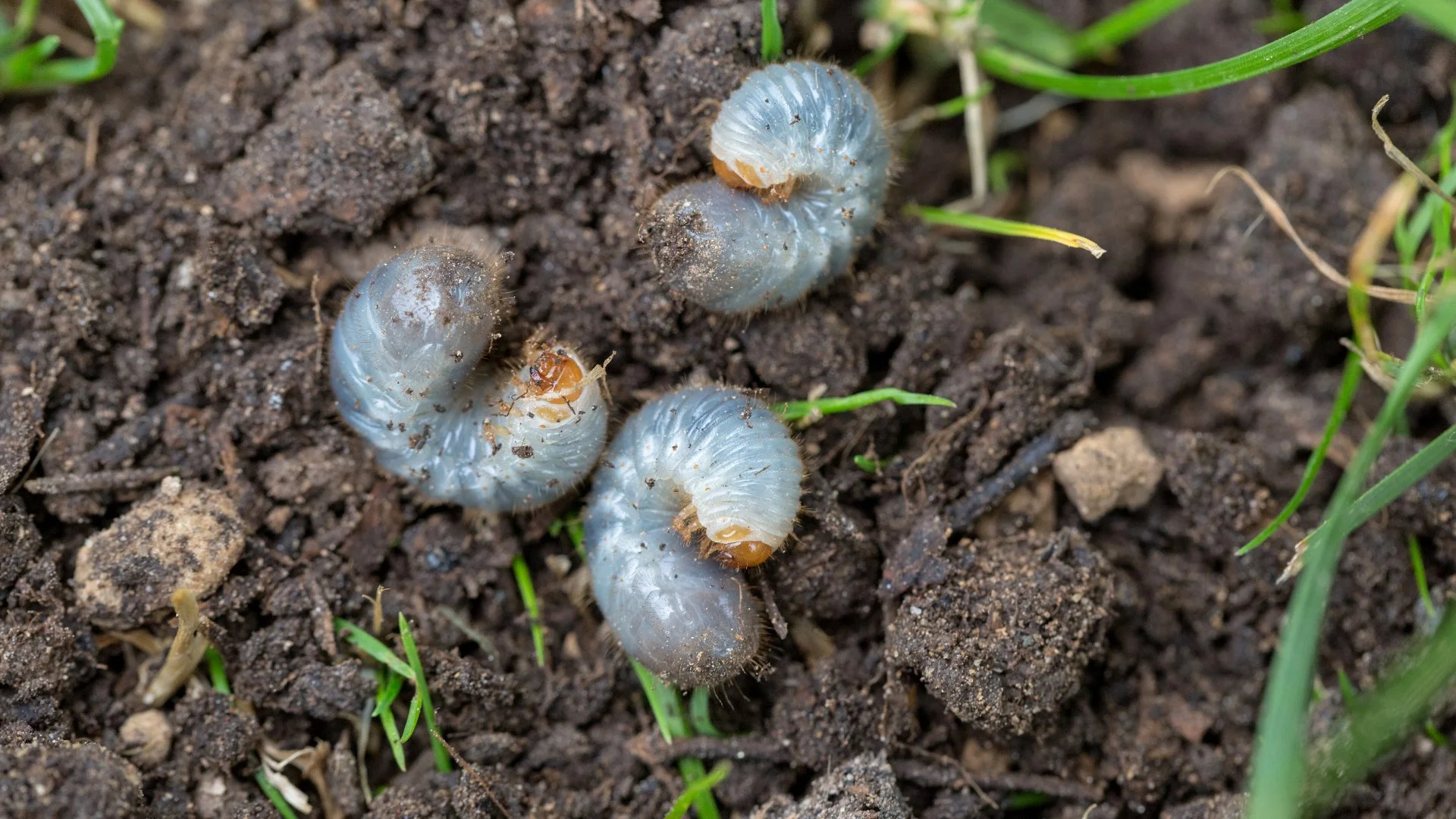 Did Grubs Destroy Your Lawn? Here’s How to Help It Recover