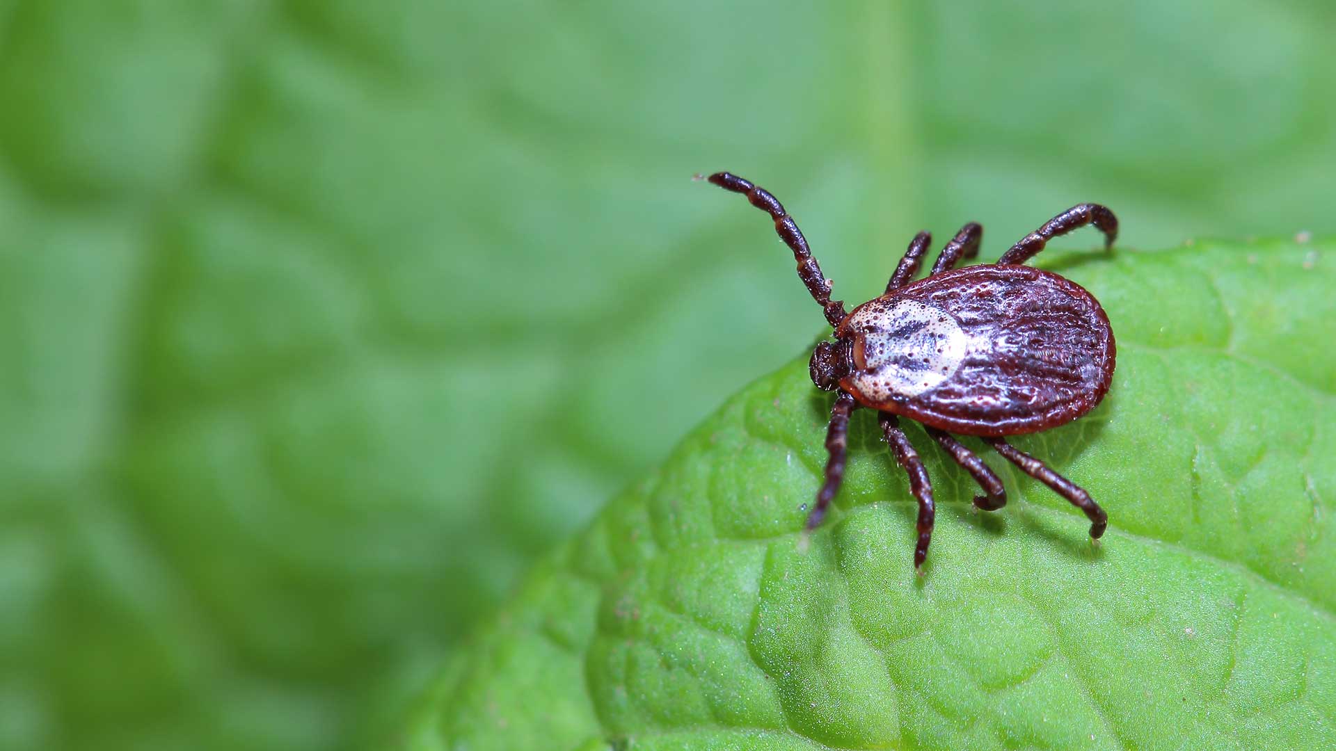 Tick walking across a green leaf in West Chester, Pennsylvania.