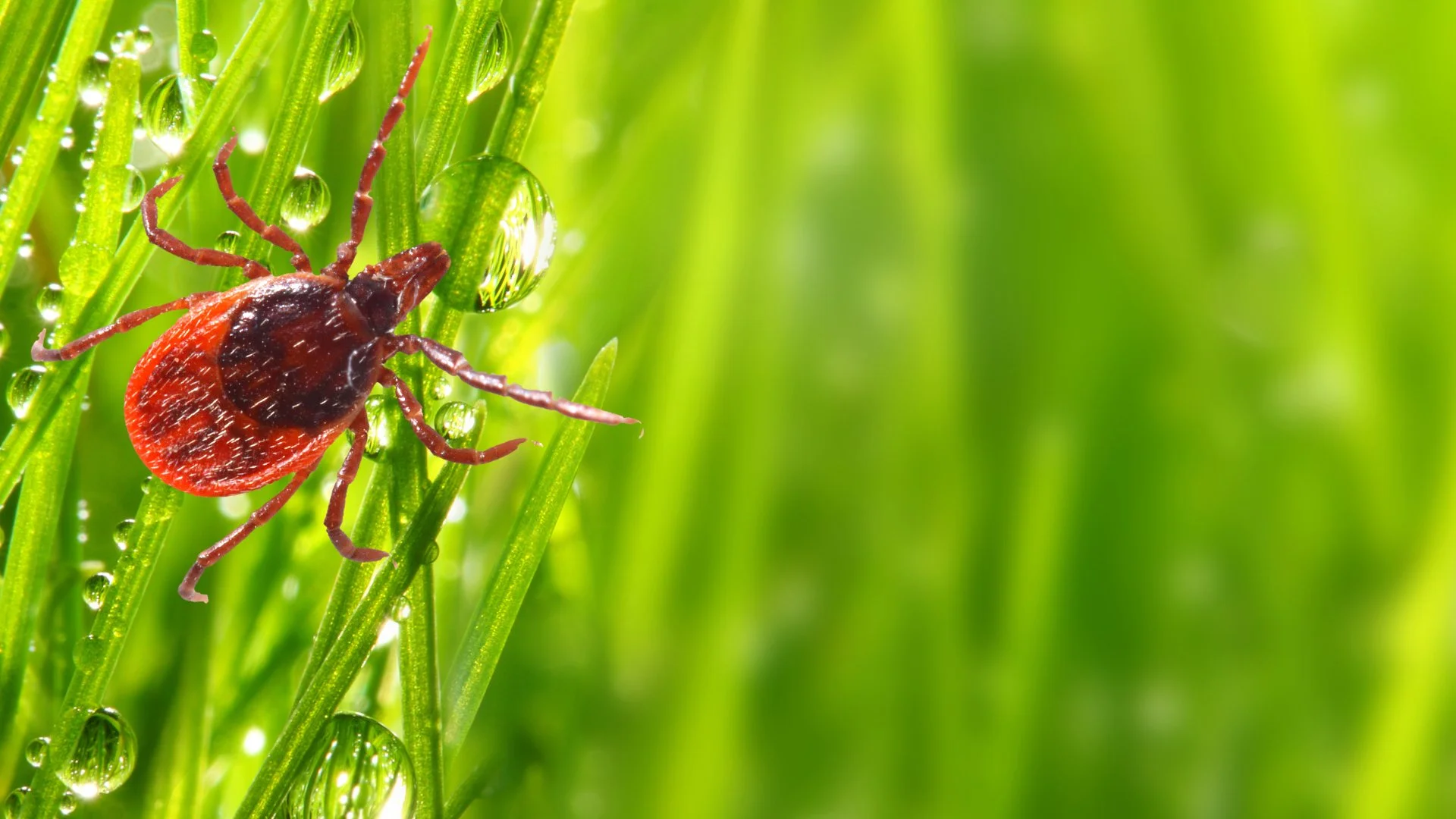 Is It Necessary to Continually Treat Your Yard for Ticks?