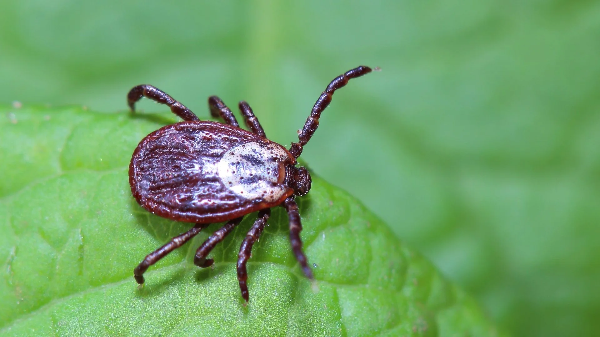 Take Proactive Measures to Protect Yourself From Ticks