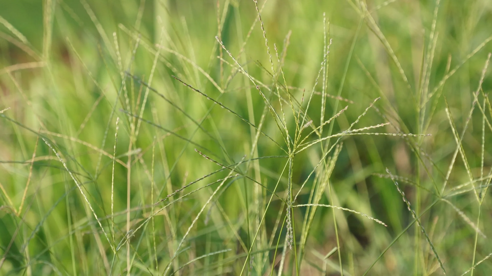 Does It Take a While for Post-Emergent Weed Control to Work?