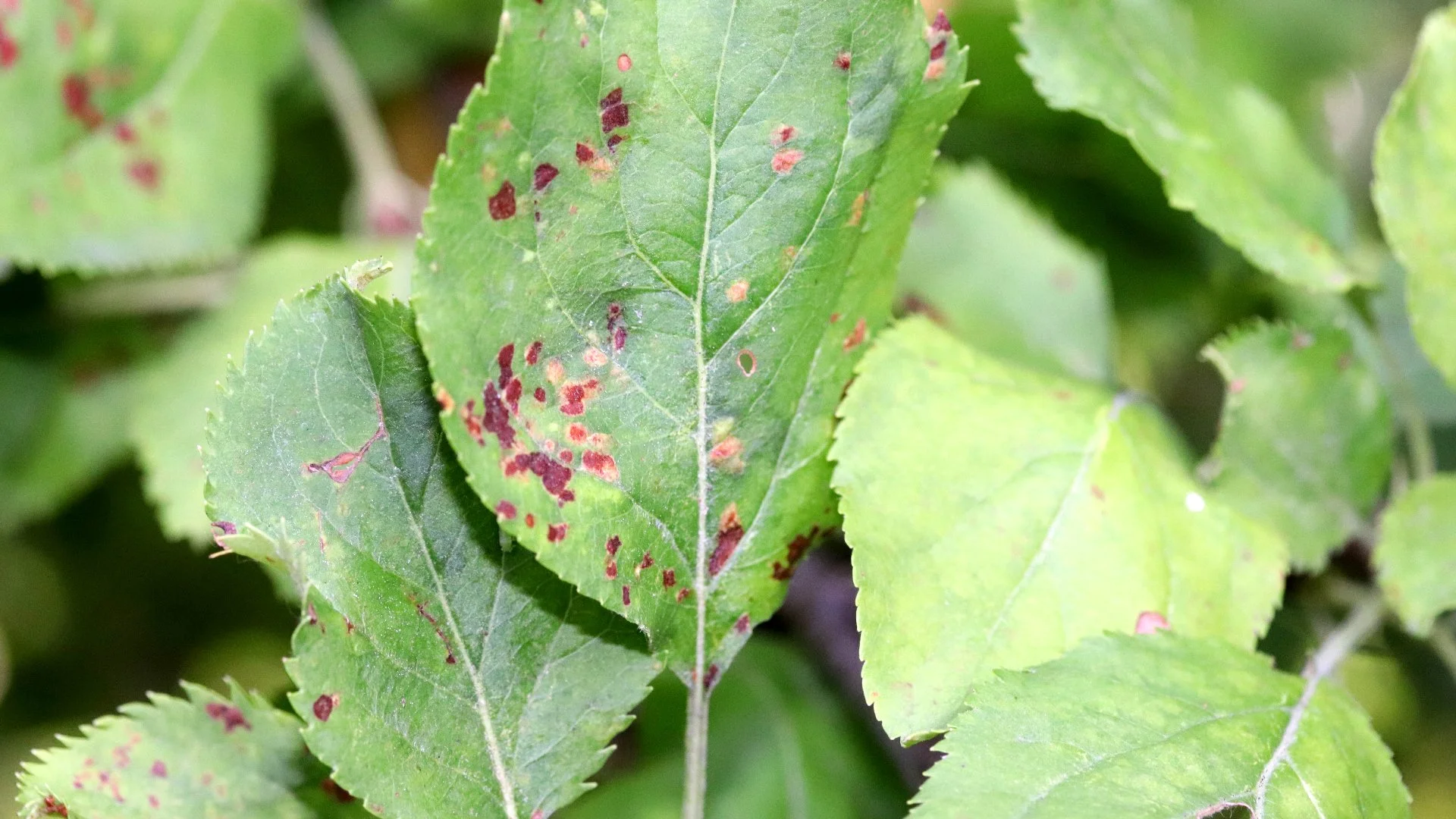 What Is Apple Scab & How Does It Affect Trees in Pennsylvania?