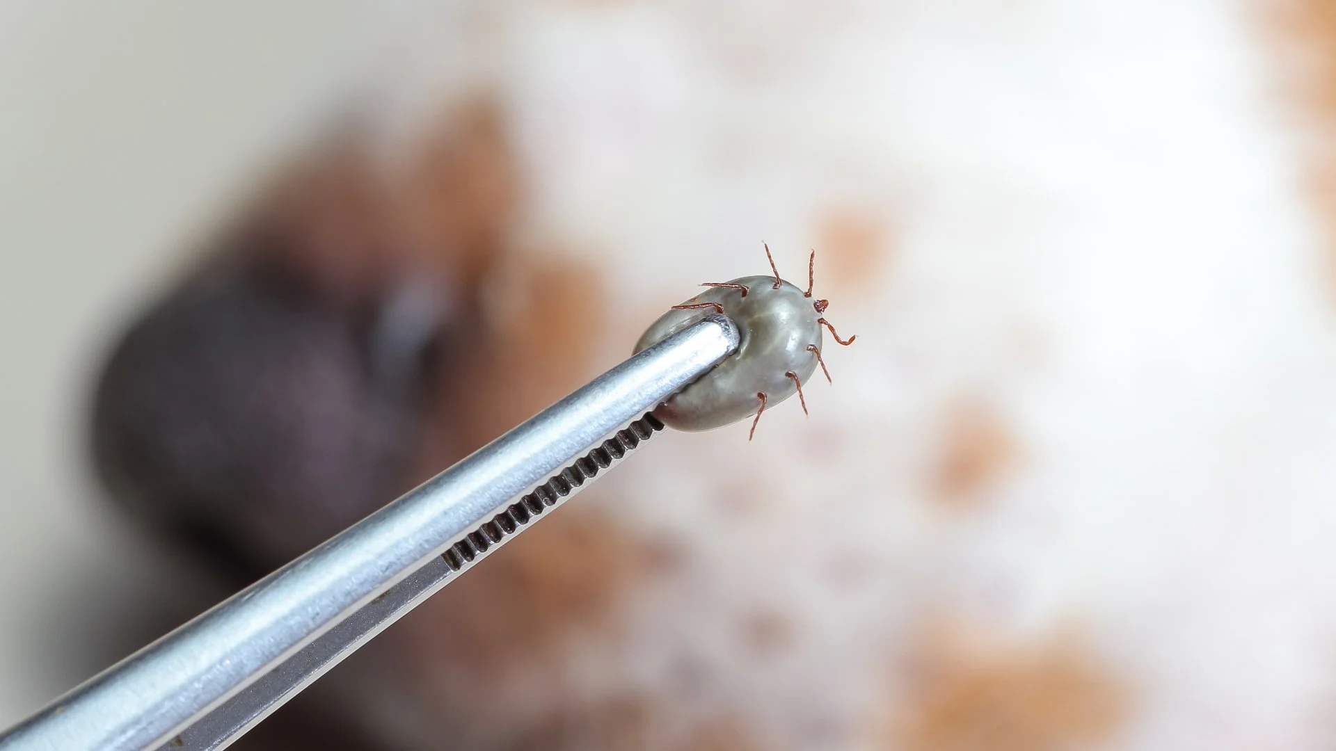 Pet Safety During Tick Season: What Should You Be Doing?
