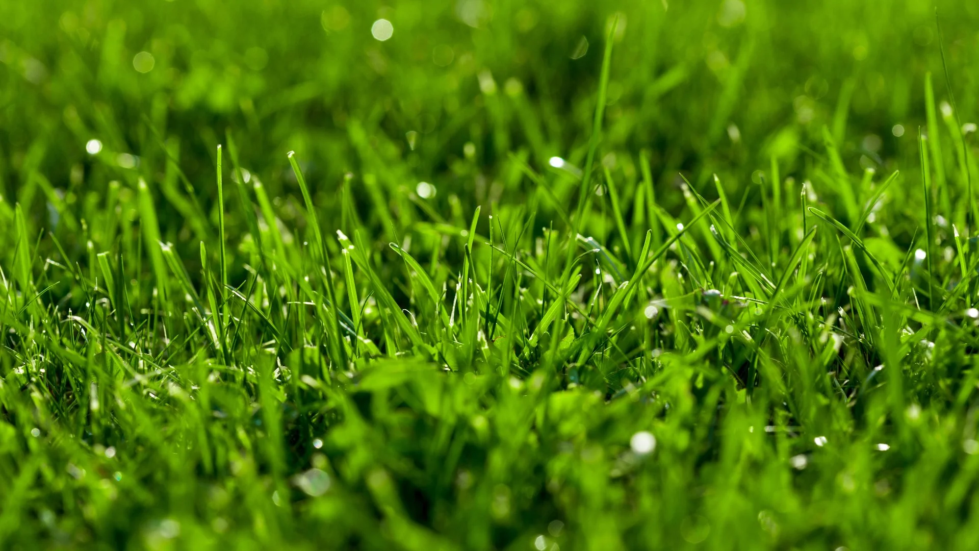 Tall Fescue Seeds: The Ideal Type for Overseeding in Pennsylvania!