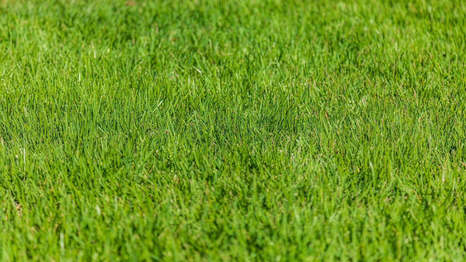 How Long Will It Take for Grass to Absorb a Fertilization Treatment?