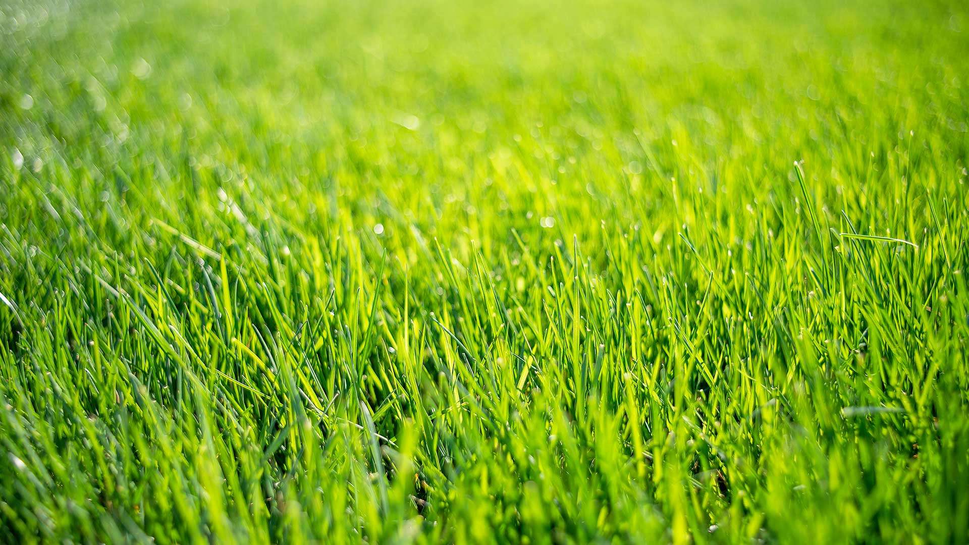 Vivid, green grass at a home in West Chester, PA.