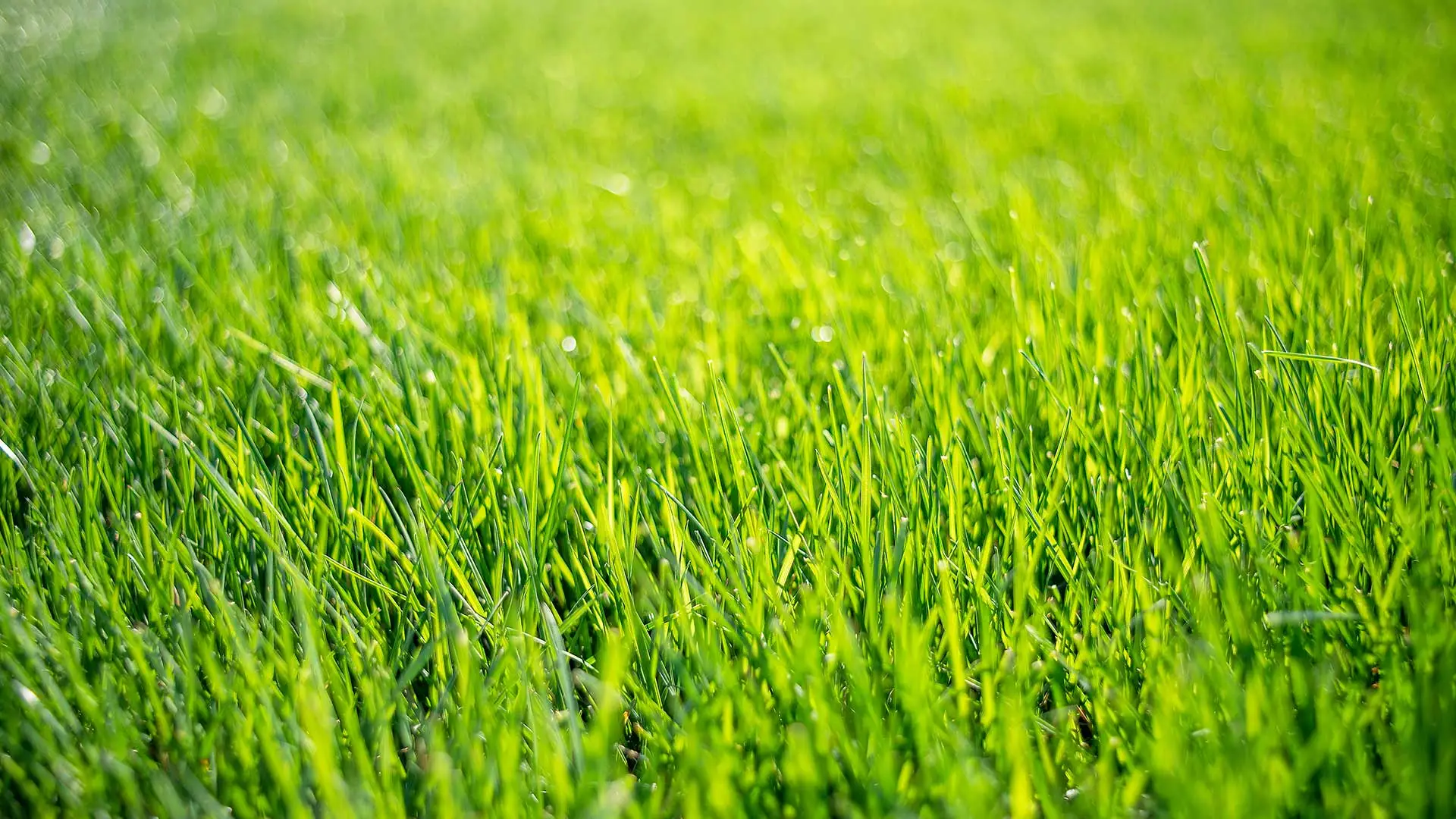 Vivid, green grass at a home in West Chester, PA.