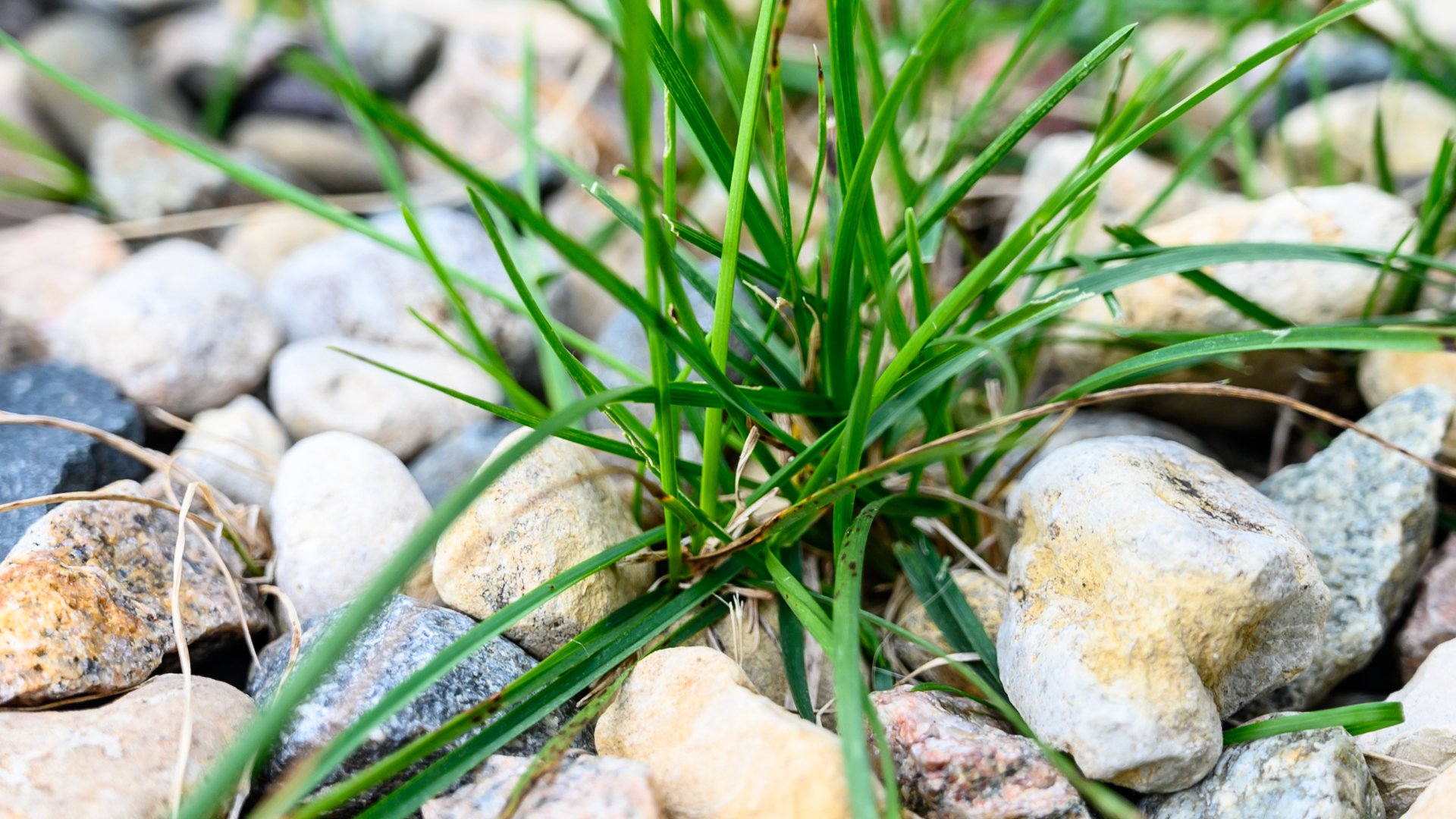 Noticing Weeds in Your Landscape Beds? They Should Be Removed Right Away!