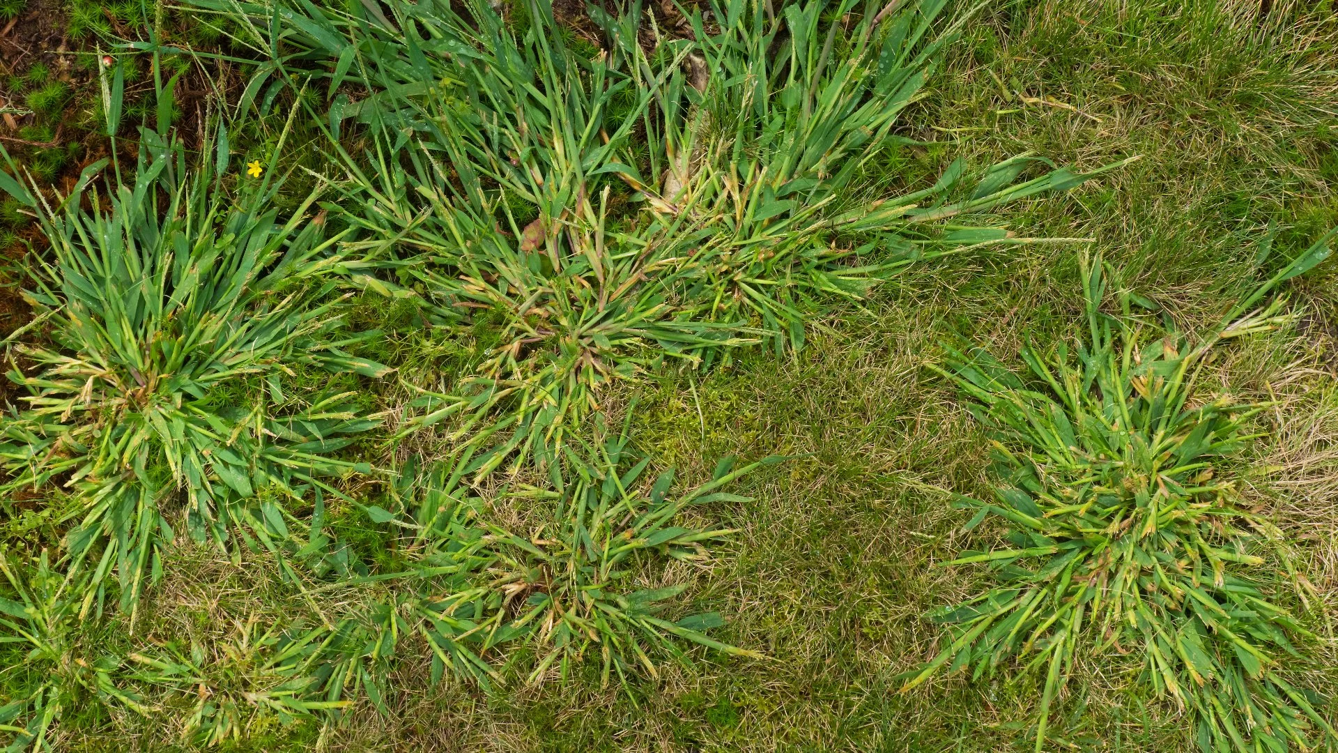 Is It a Bad Idea to Overseed a Lawn With Weeds?