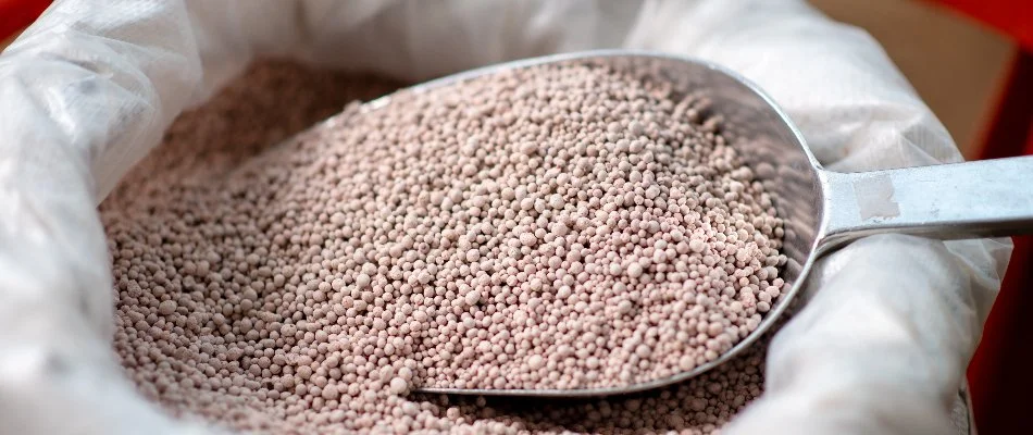 A scoop of granular fertilizer for lawns in West Chester, PA.