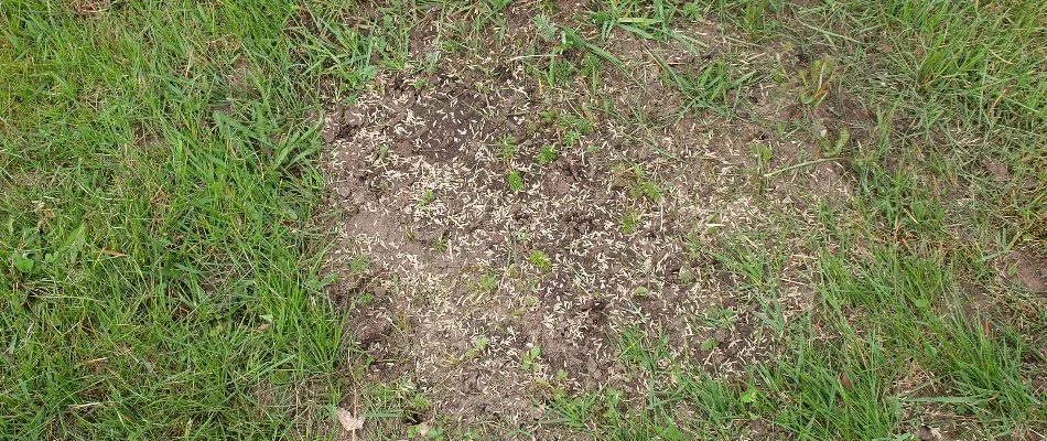 Bare patch on a lawn in West Chester, PA, with grass seeds.