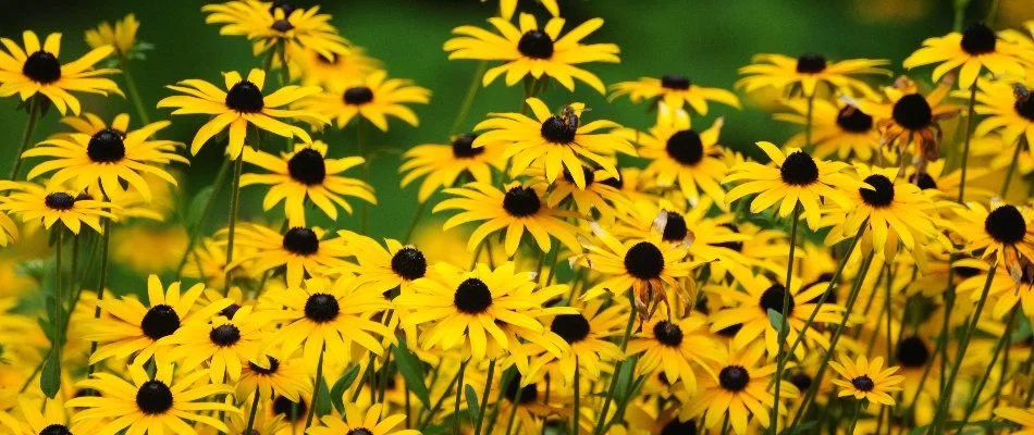 Black-eyed Susan flowers in West Chester, PA.