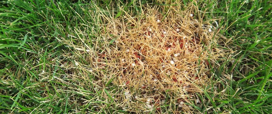 Brown spot on grass in West Chester, PA, from overfertilization.