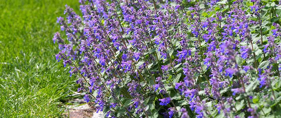 Catmint purple blooms in Downingtown, PA.
