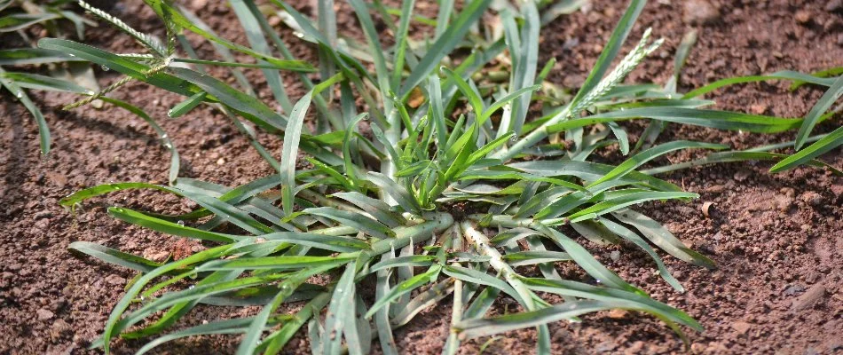 Close up of a goosegrass weed in West Chester, PA.