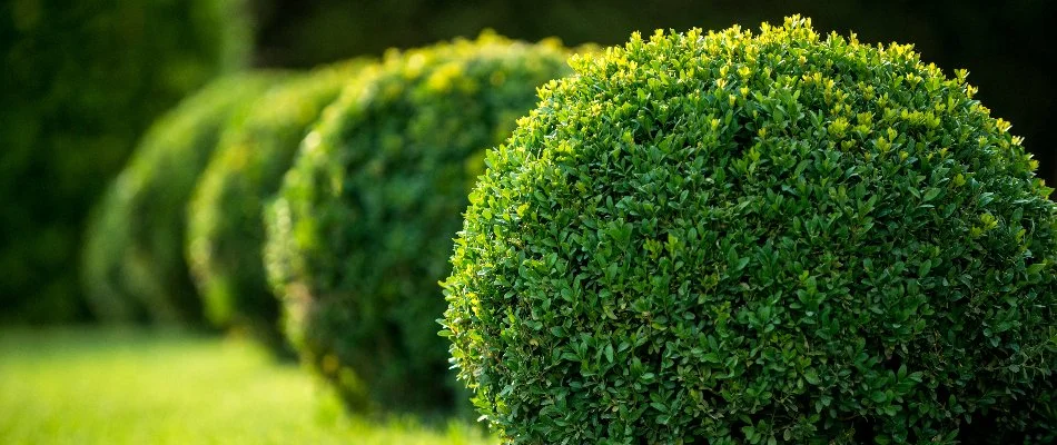 Closeup of circular shaped shrubs in West Chester, PA.