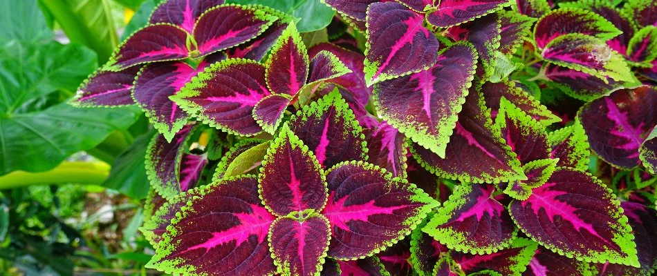 Coleus in West Chester, PA, with purple and green leaves.