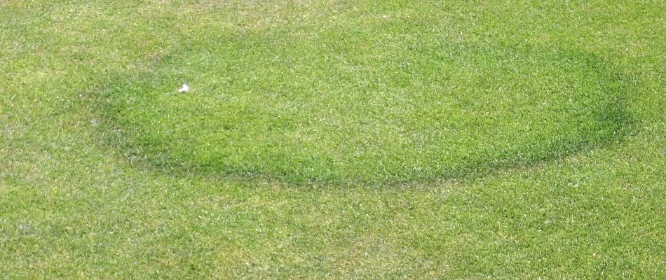 Dark circle on a lawn in West Chester, PA, from a disease.