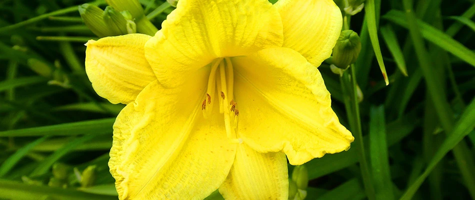 A yellow daylily on a property in West Chester, PA.