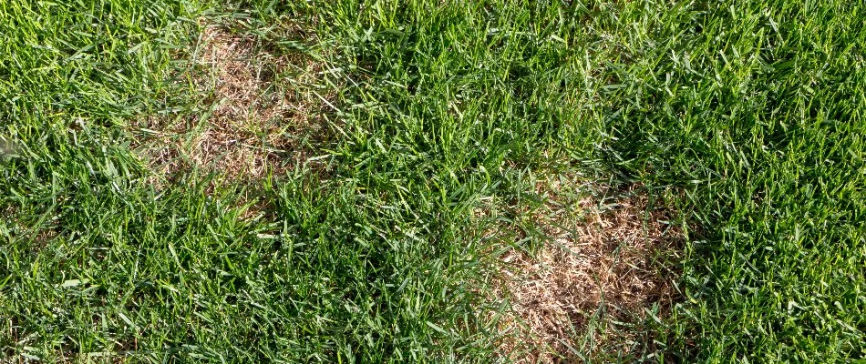 Dollar spot disease on grass in West Chester, PA.