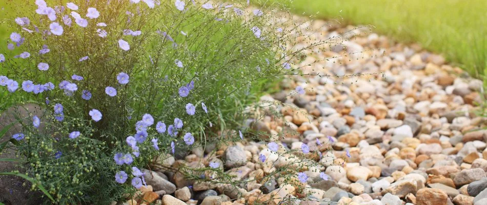 Dry creek bed with purple flowers in West Chester, PA.