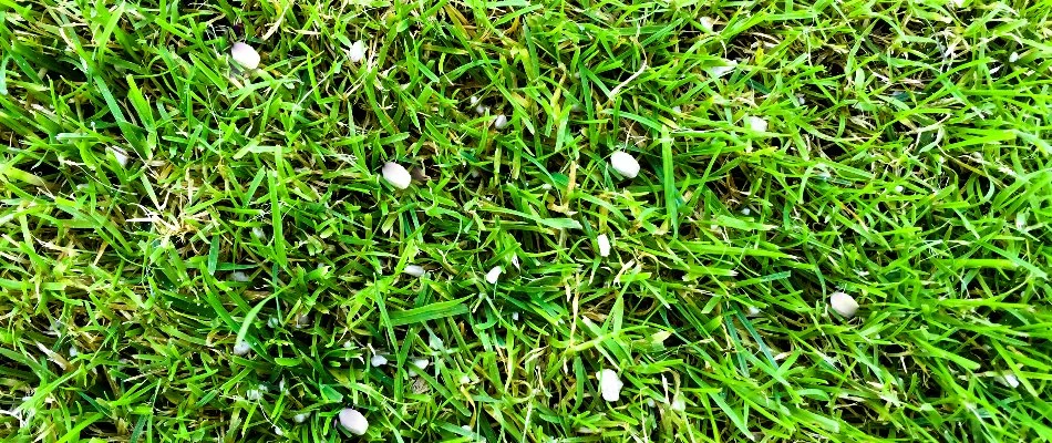 Fertilizer granules on grass in West Chester, PA.