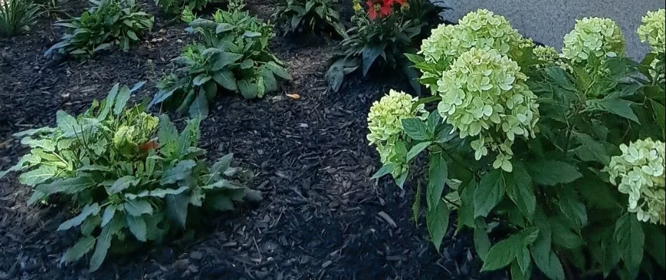 Flowers and plants in a landscape bed in West Chester, PA.