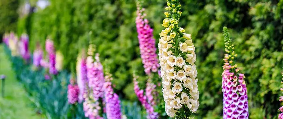Foxgloves in bloom near West Chester, PA.