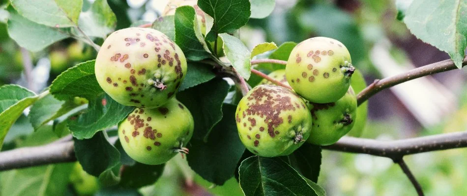 Fruit in West Chester, PA, with lesions from apple scab.