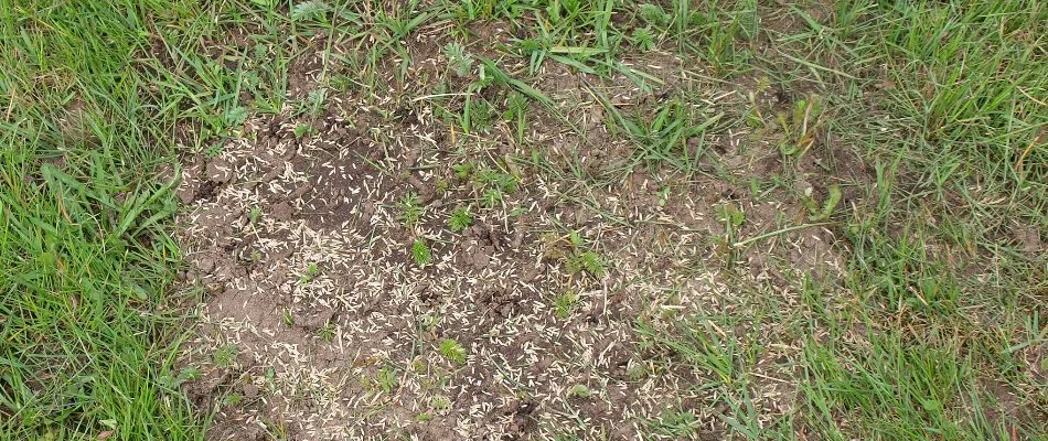 Grass seeds on the bare area of a lawn in West Chester, PA.