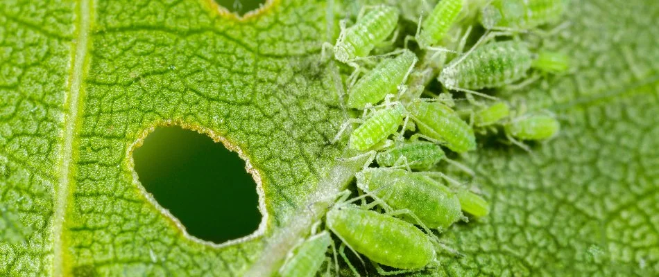 Green aphids on a damaged plant leaf in West Chester, PA.
