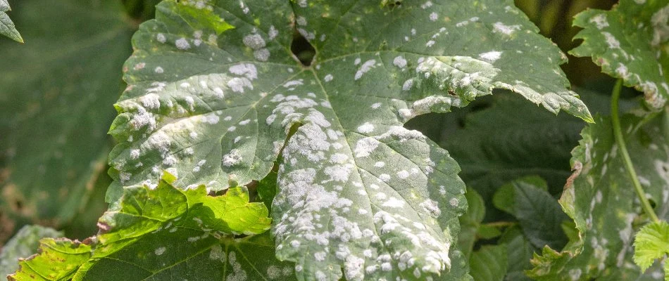 Green leaves in West Chester, PA, with white spots from powdery mildew.