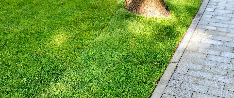 Green sod and a tree along a paver walkway in West Chester, PA.
