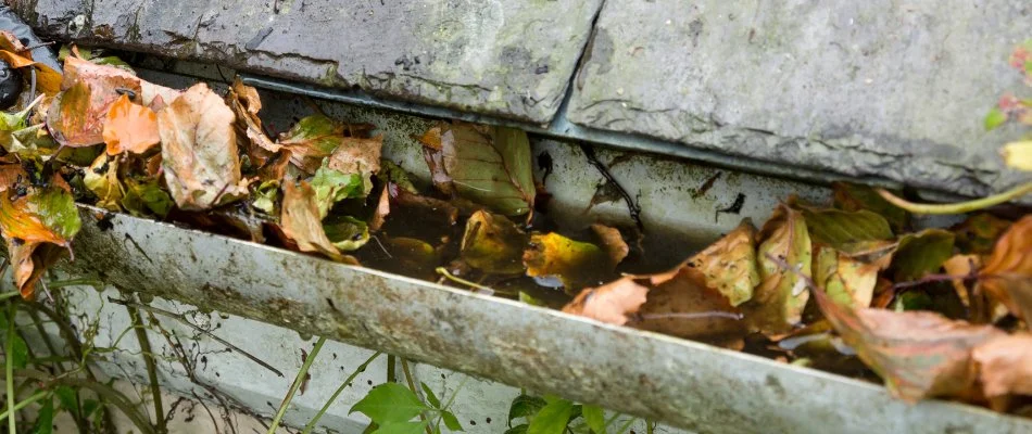 Gutter in West Chester, PA, with leaves and stagnant water.