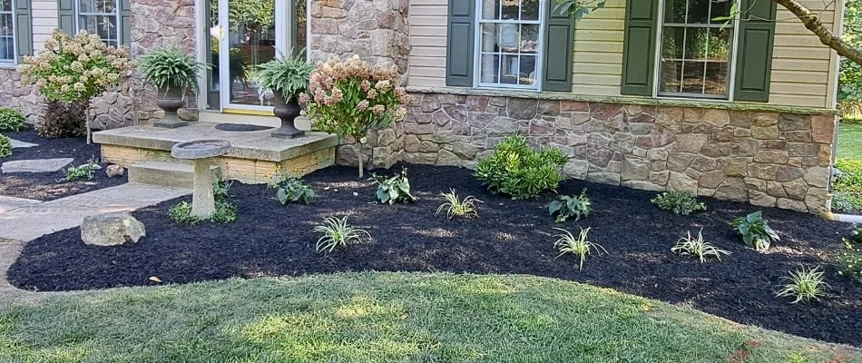 Landscape bed in West Chester, PA, with black mulch.