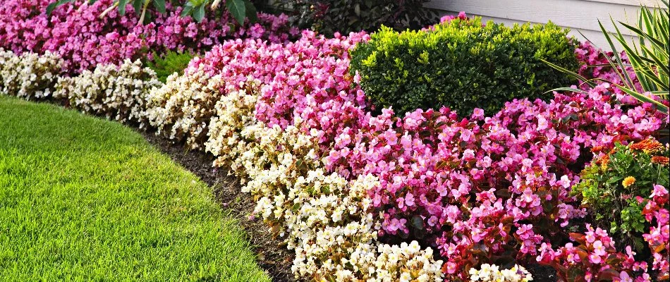 Landscape in West Chester, PA, with pink and white flowers.