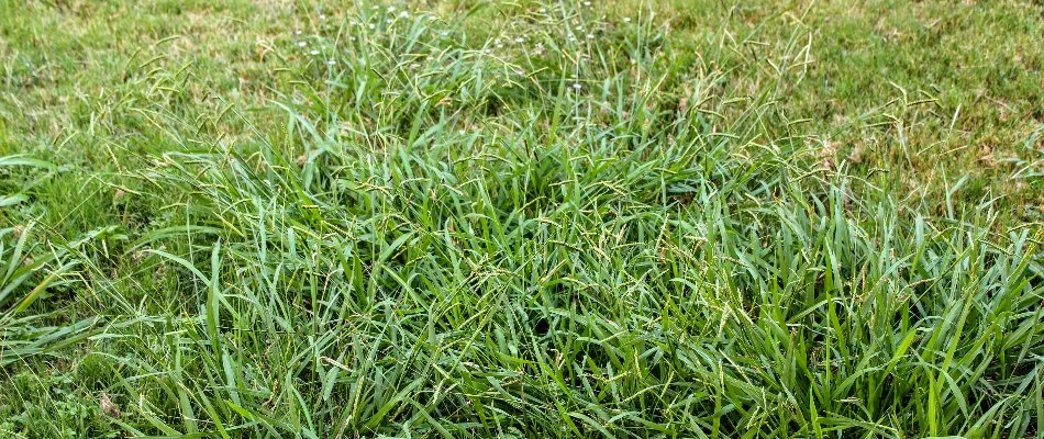 Large patch of crabgrass weeds on a lawn in West Chester, PA.