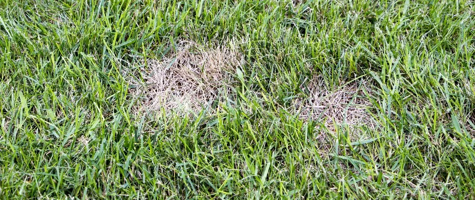 Lawn in West Chester, PA, with dollar spot disease.