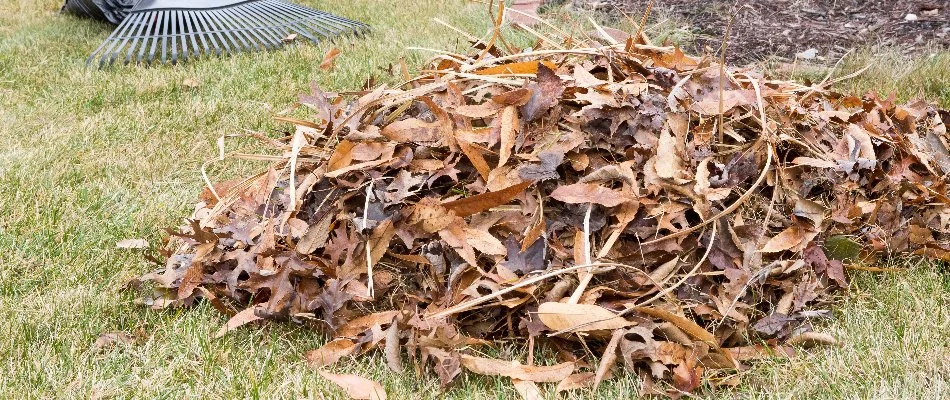 Leaves and debris on a lawn in West Chester, PA.