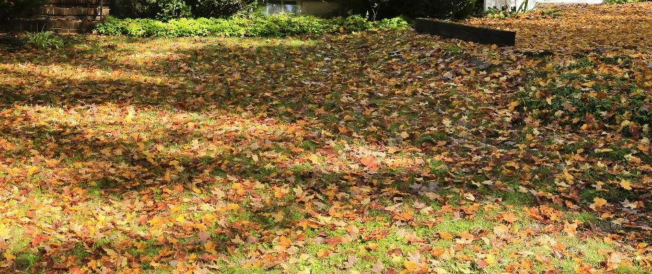 Leaves covering a lawn in West Chester, PA.