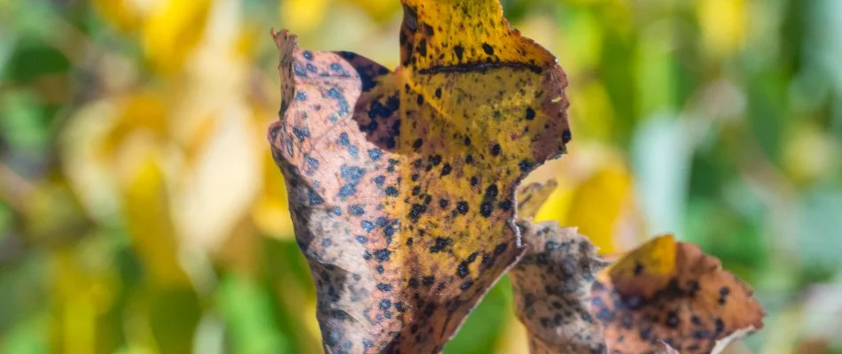 Leaves with apple scab disease in West Chester, PA.