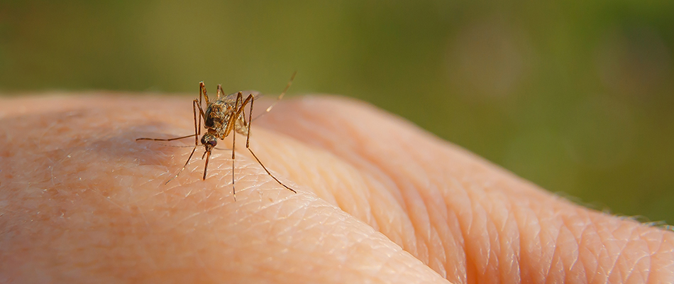 A mosquito on a hand in West Chester, PA.