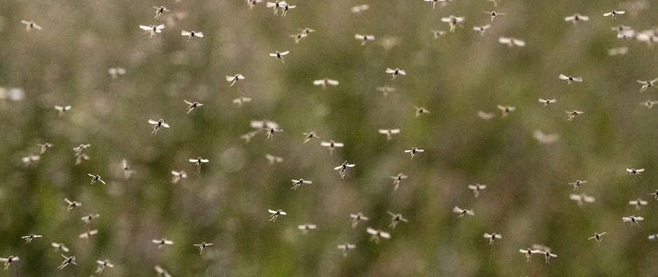 Mosquitoes flying around outdoors in West Chester, PA.