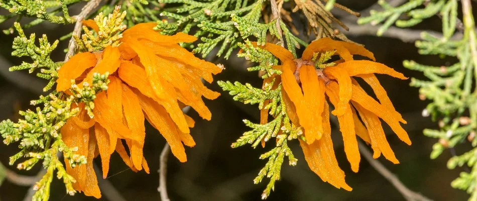 Orange disease spore growth on a tree in West Chester, PA.