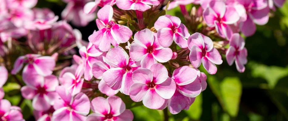 Pink phlox flowers in West Chester, PA.