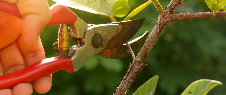 Plant branch being pruned in West Chester, PA.