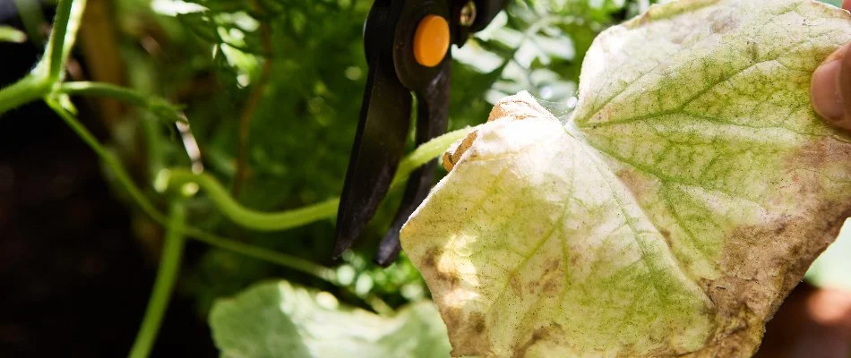 Pruning a dead leaf in West Chester, PA.