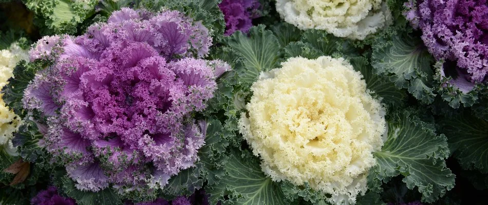 Purple and white ornamental cabbage in West Chester, PA.