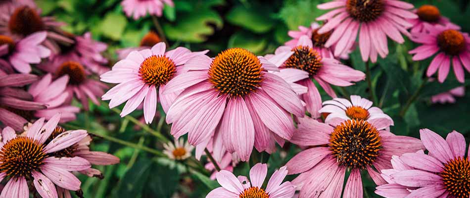 Plant A Deer Resistant Landscape With These 6 Plant Suggestions